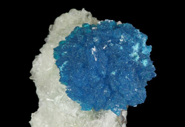 Vibrant Blue Cavansite Cluster on Stilbite - India #64796